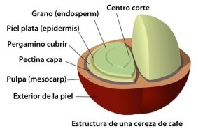 Estructura de la cereza de café